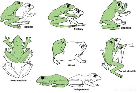 the frog sex position|Sex position: The frog 